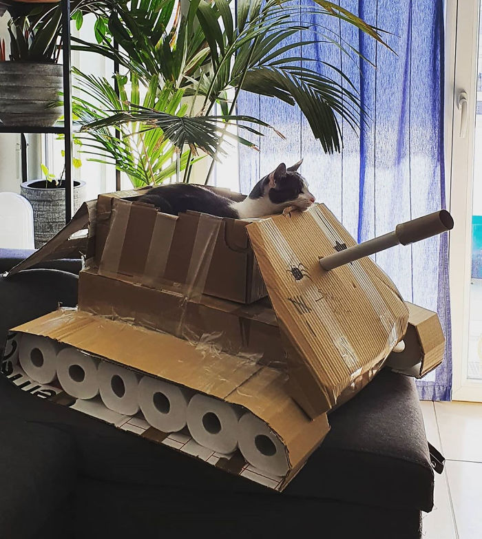 Daripada Gabut Karena Pandemi, Yuk Bikin Tank Buat Kucing Kesayangan