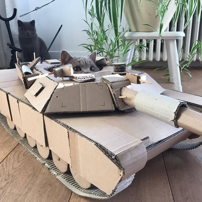 Daripada Gabut Karena Pandemi, Yuk Bikin Tank Buat Kucing Kesayangan