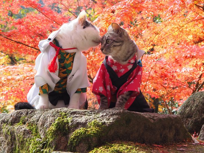 Lucu Banget! Beginilah Jika Kucing Berpakaian Ala Jejepangan