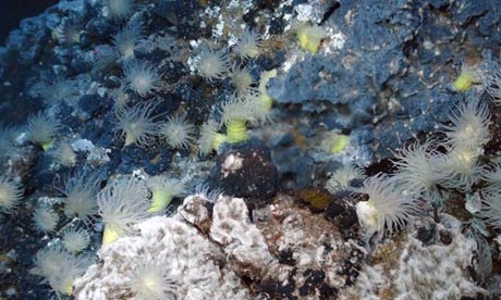 Ditemukan, Gambar Pertama Kehidupan Laut Terdalam
