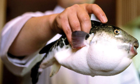 Menantang Maut Menikmati Sensasi Ikan Fugu Yang Lucu