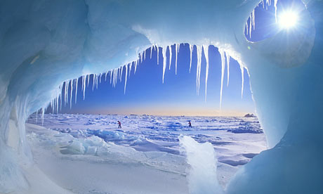 13 Hewan Eksotis Penguasa Kawasan Arktik (Kutub Utara )