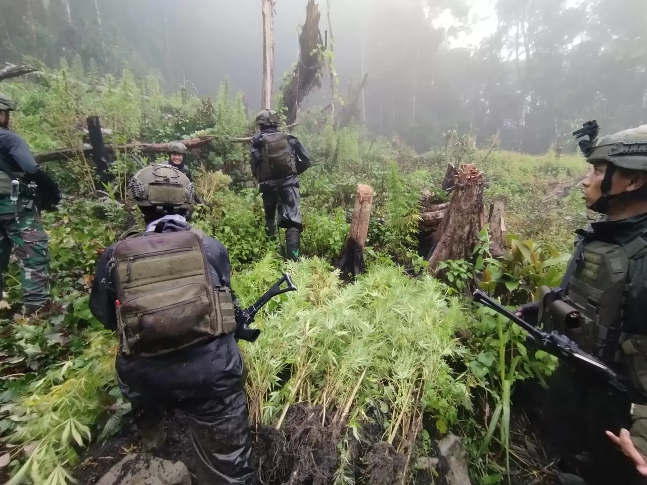 Biaya Operasional KKB Disinyalir dari Hasil Jualan Ganja