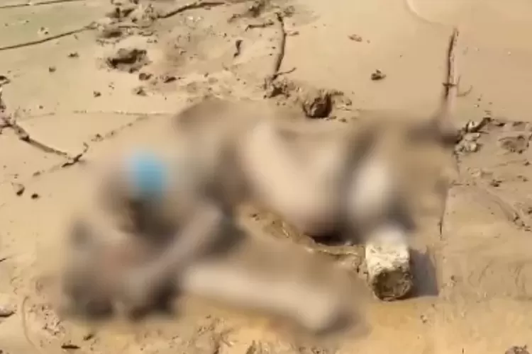 hilang-3-hari-warga-aceh-tamiang-ditemukan-praja-ipdn-tergeletak-di-lumpur