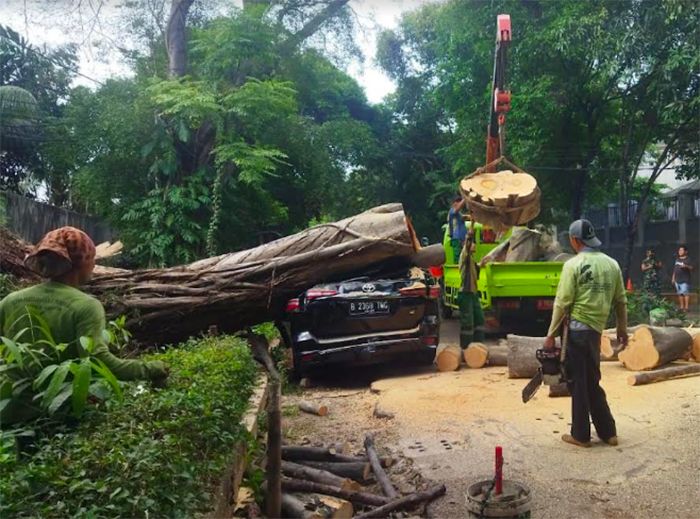 Ketika Ganjar Menyaksikan Detik-detik Tumbangnya Pohon Besar di Depan Rumah Prabowo