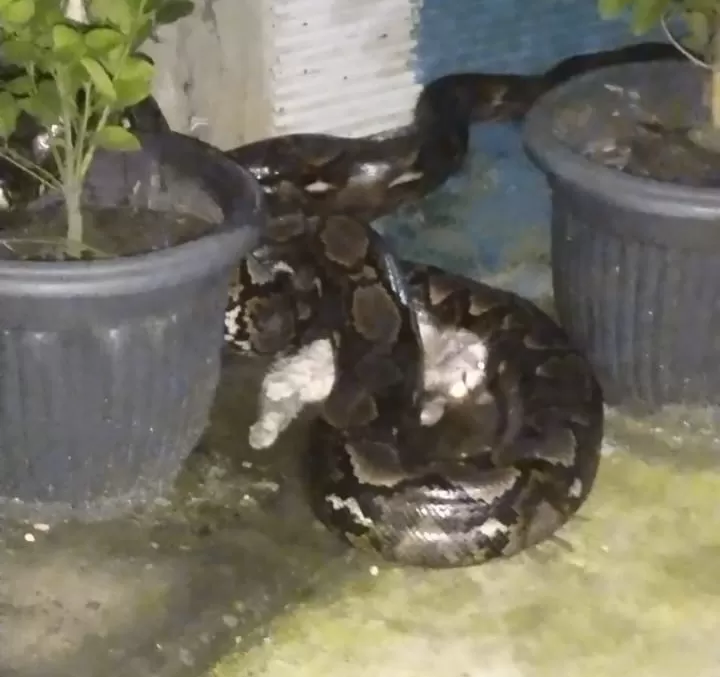 aksi-heroik-bocil-selamatkan-siti-dari-serangan-039raja-ular039-di-kamar