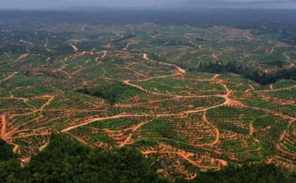 Heboh! 10,5 Juta Hektare Hutan Hilang, Indonesia Jadi Jawara Deforestasi