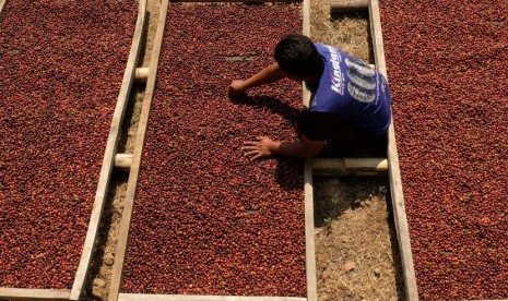 serbuan-kopi-impor-membuat-petani-nusantara-menderita