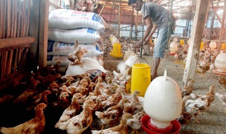 MUI: Peternakan Ayam Lokal Masih Minim Halal