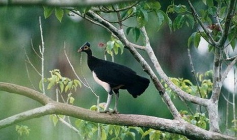 Burung Maleo Khas Sulbar Terancam Punah