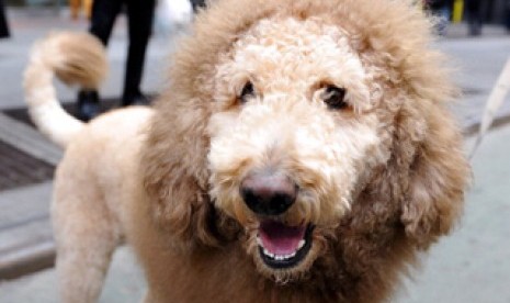 lounge---semua-pets-lovers-boleh-mampir-baca-dulu-1---part-3