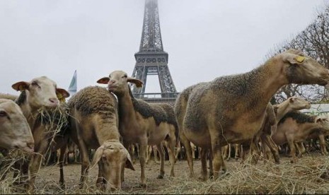 frustrasi-serangan-srigala-ratusan-domba-dilepas-di-menara-eiffel