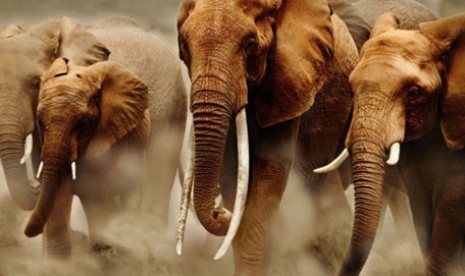 Gajah Bisa Nilai Ancaman dari Bahasa Manusia