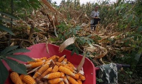 &#91;HEBAT&#93; Gorontalo Ekspor Jagung ke Vietnam