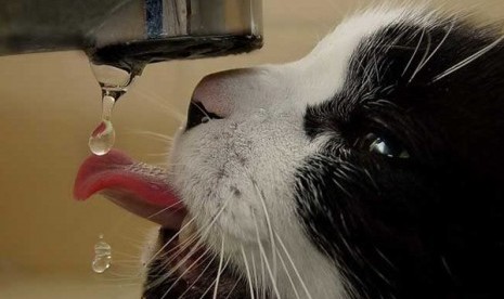 Ini Mengapa Cara Kucing Minum Lebih Teratur dari Anjing