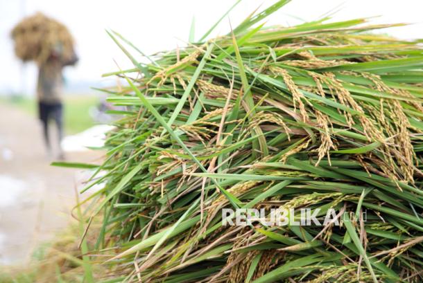 Bos Bulog Ungkap Malaysia Mau Impor 200 Ribu Ton Beras RI