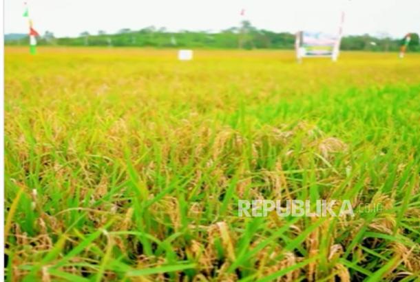 Bos Bulog Ungkap Malaysia Mau Impor 200 Ribu Ton Beras RI