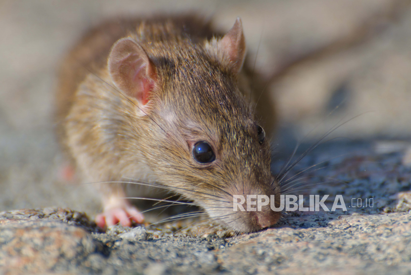 kepala-tikus-ditemukan-dalam-makanan-di-kafetaria-rumah-sakit-cina