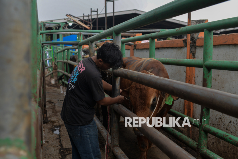Warga Tanah Datar Meninggal Dunia Ditendang Sapi Kurban