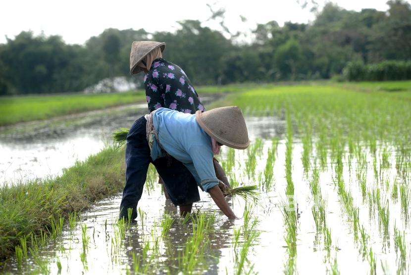 Wanita Muda di Pasuruan Tusuk Pacar usai Bercocok Tanam
