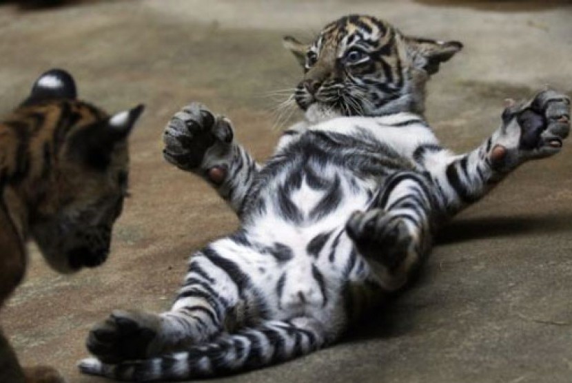 Bayi Harimau Sumatra Lahir di Kebun Binatang Medan