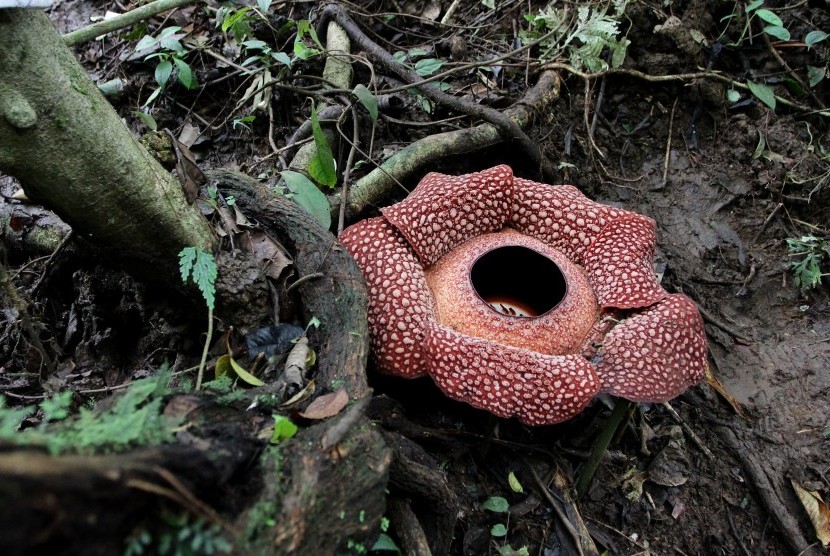 Rafflesia Arnoldii Mekar di Bukit Barisan KASKUS