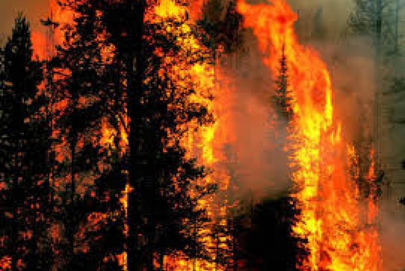 bnpb-catat-kerugian-akibat-kebakaran-hutan-2015-rp-221-triliun