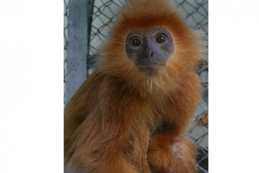 lutung-jawa-mati-ditembak-pemburu-liar