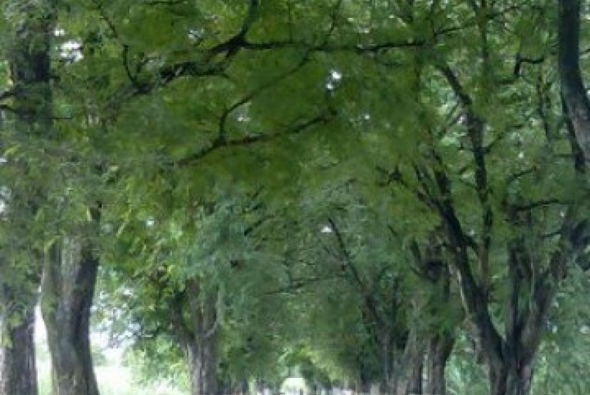100 Pohon di Kota Bogor Diberi KTP