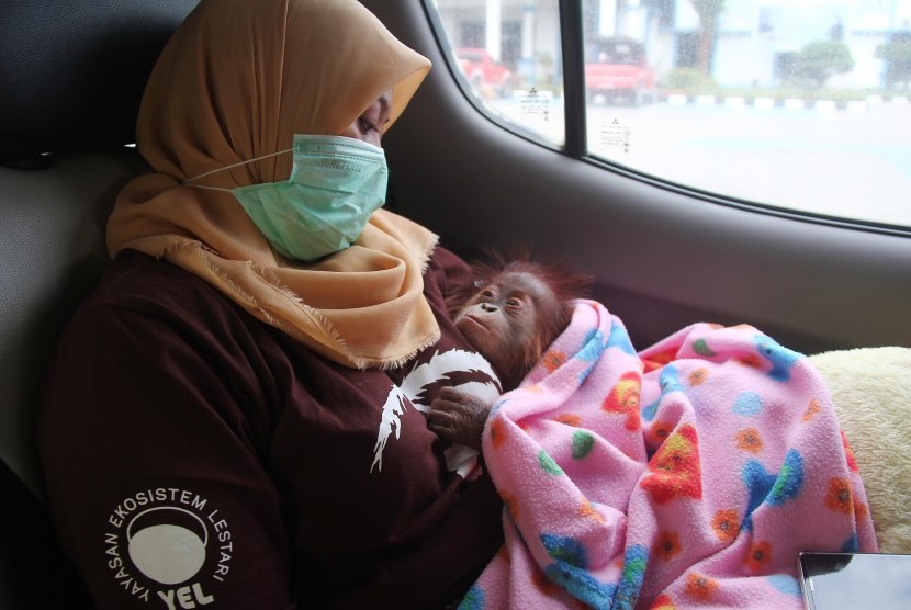 orang-utan-terancam-punah-karena-banyak-diburu