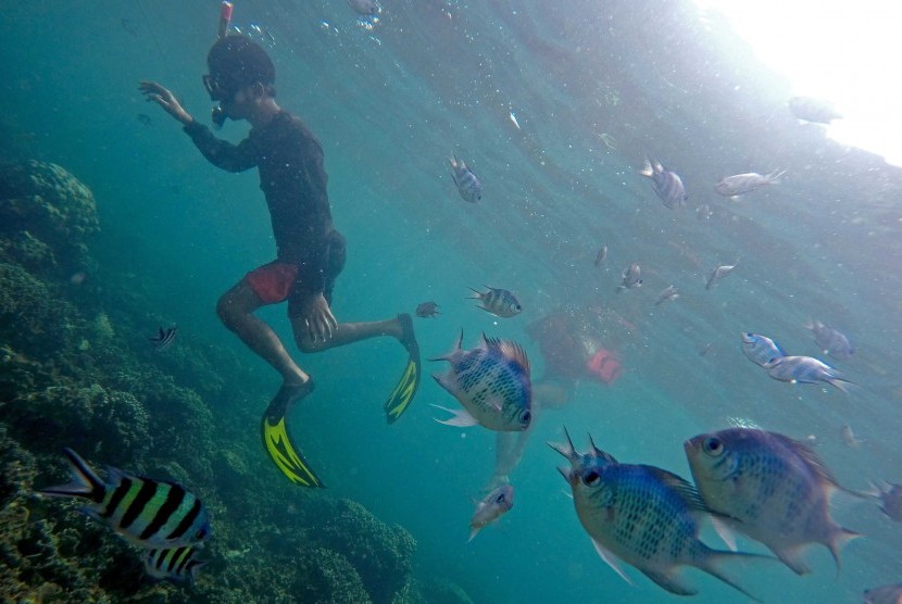 Surganya Snorkeling dan Wisata Lumba-lumba Ada Disini