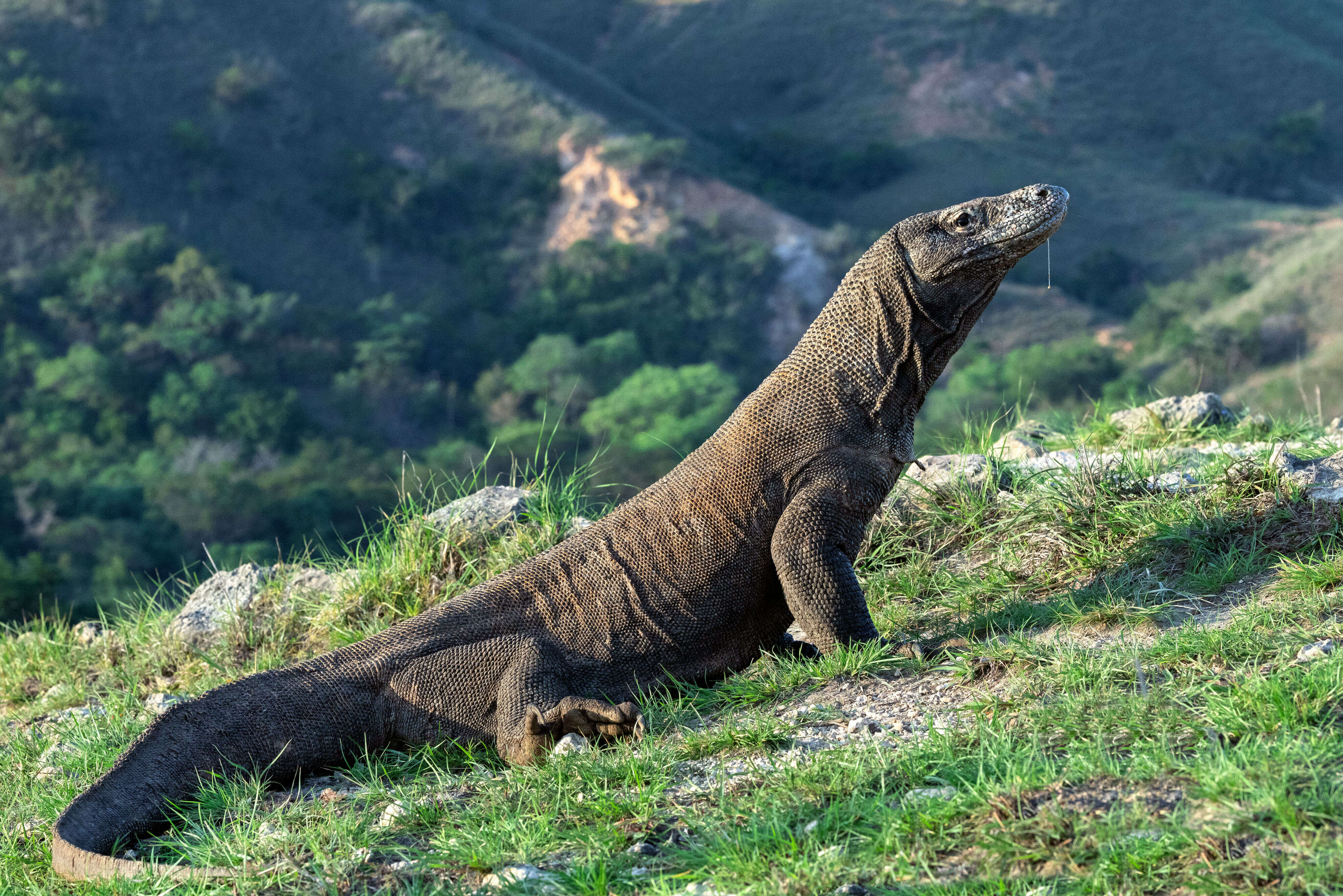 Lonjakan Tiket Masuk Komodo Island Dari $10 Menjadi $1000, Worthed Kah?