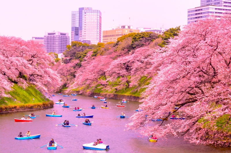 Daftar Bunga Penuh Makna Dari Negeri Sakura