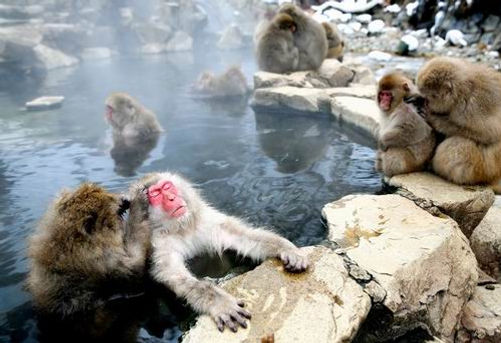 ajaib-melihat-monyet-monyet-jepang-beristirahat-di-permandian-air-panas