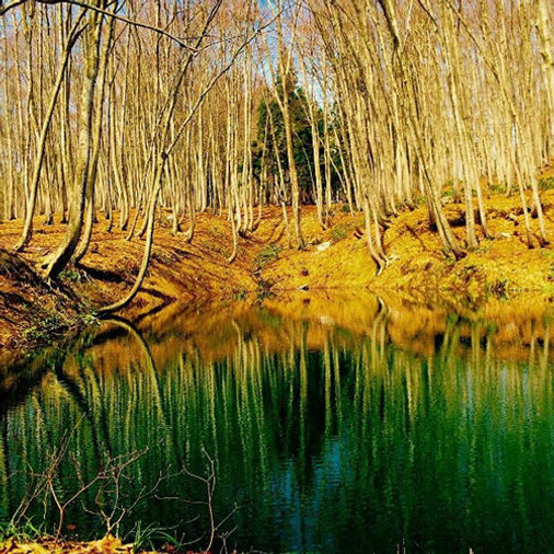 Bijinbayashi, Tempat Wisata di Jepang Yang Jarang Diketahui