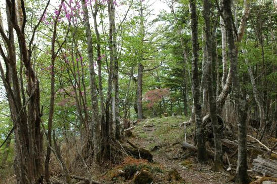 Hits dan Harus Dicoba! 5 Pendakian Wisata Alam di Tokyo