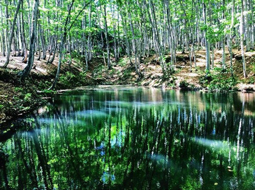Bijinbayashi, Tempat Wisata di Jepang Yang Jarang Diketahui