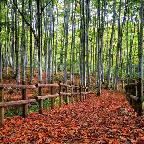 Bijinbayashi, Tempat Wisata di Jepang Yang Jarang Diketahui