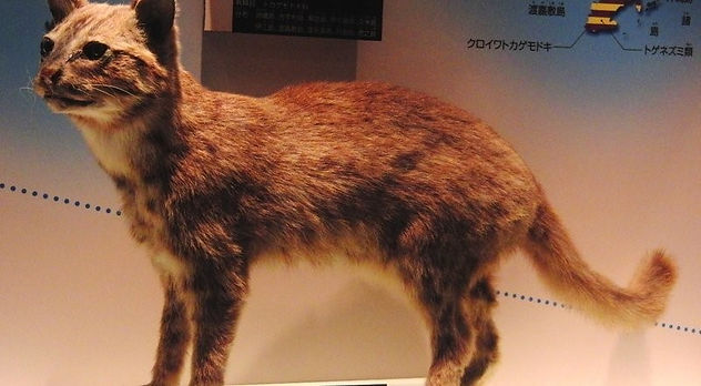 Museum Kucing Di Jepang? Seriusan?