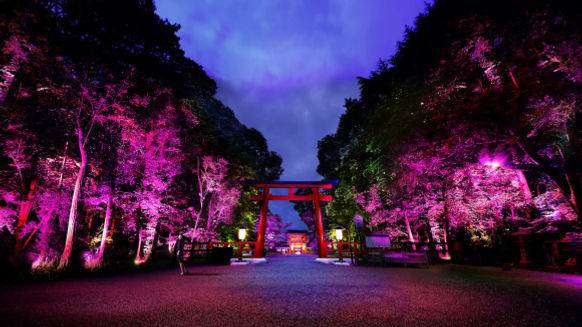 Cahaya Indah Yang Menghiasi Hutan Purba di Kyoto
