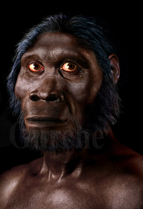 Rekonstruksi Wajah Kera Purba Dari Genus Homo