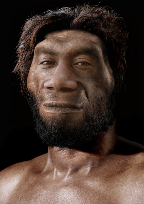 Rekonstruksi Wajah Kera Purba Dari Genus Homo