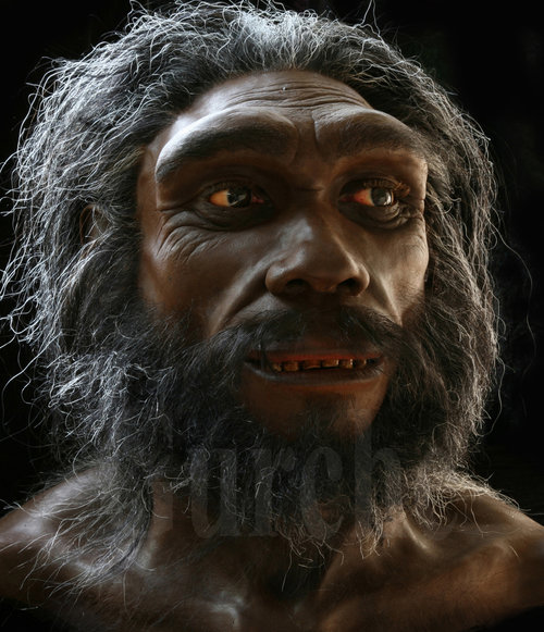 Rekonstruksi Wajah Kera Purba Dari Genus Homo
