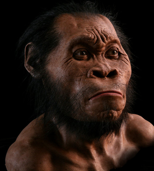 Rekonstruksi Wajah Kera Purba Dari Genus Homo
