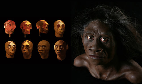 Rekonstruksi Wajah Kera Purba Dari Genus Homo