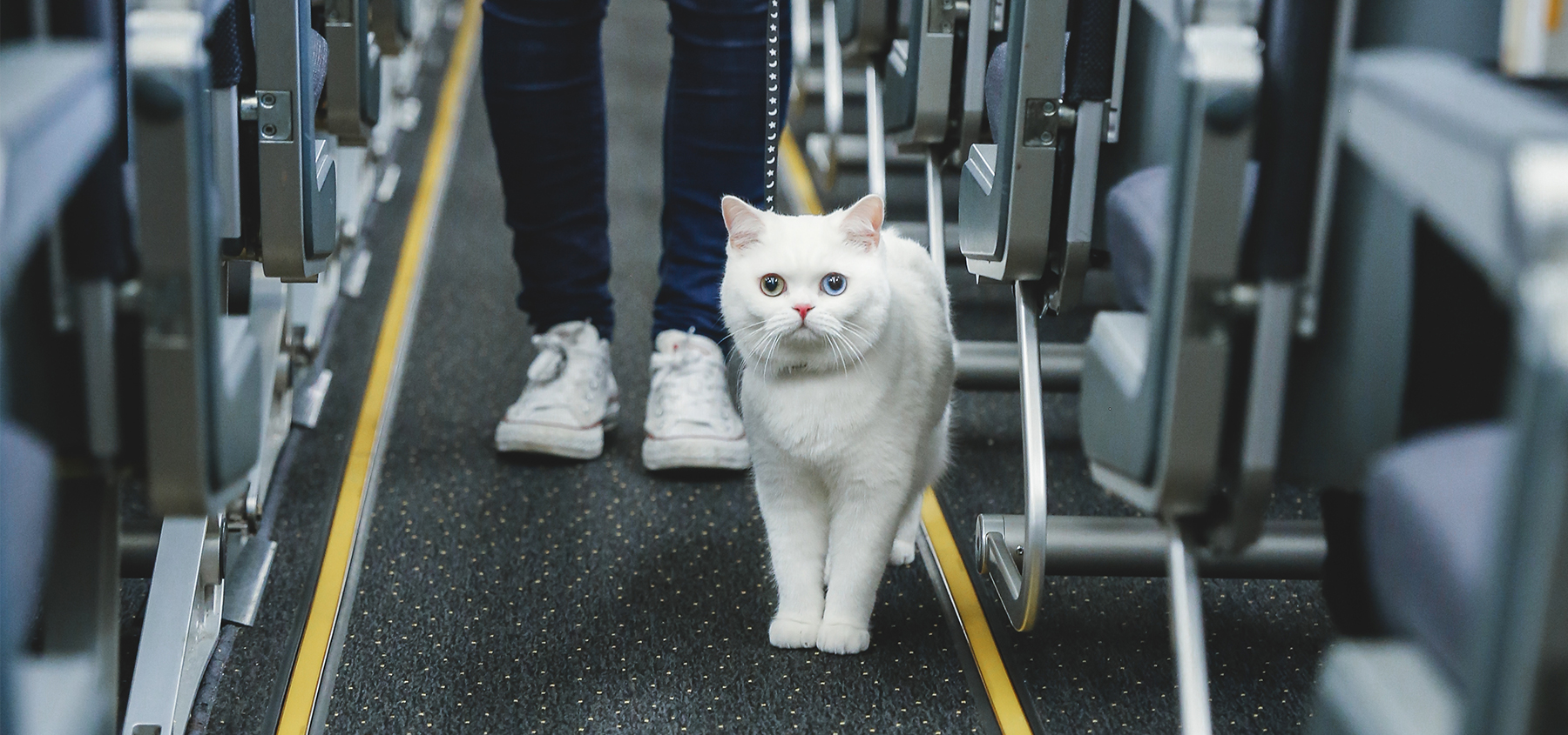 7 Tips Ajak Si Meong Berwisata