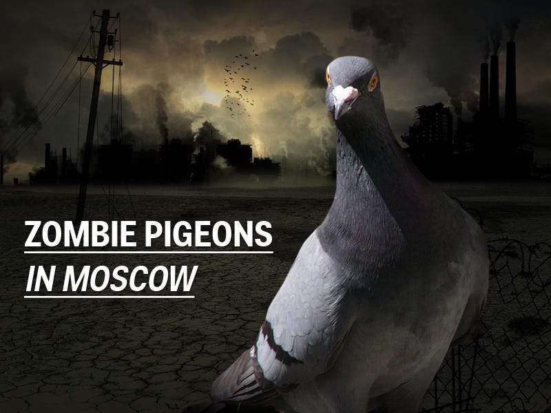 Wabah 'Merpati Zombie' Timbulkan Kepanikan di Rusia