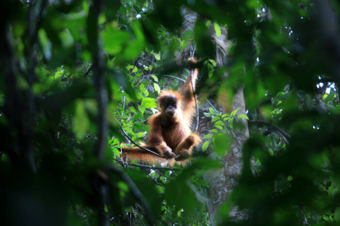 mampukah-syariat-islam-melindungi-ekosistem-leuser