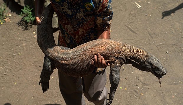 Pulau Komodo Di Tutup!. Ini Penjelasan Bapak Jokowi.