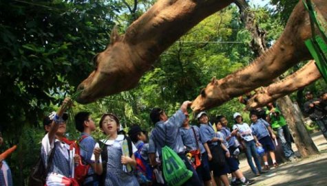 Satwa Kebun Binatang Surabaya, Mati Satu Per Satu